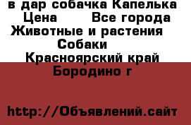 в дар собачка Капелька › Цена ­ 1 - Все города Животные и растения » Собаки   . Красноярский край,Бородино г.